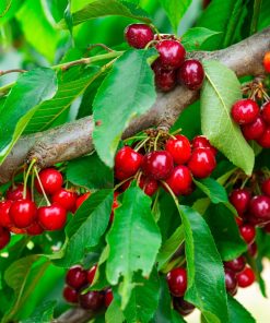 Cherry, Sweet Cherry Pie