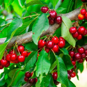 Cherry, Sweet Cherry Pie