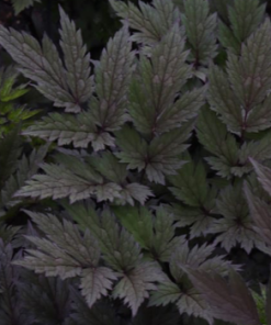 Black Snakeroot, Pink Spike