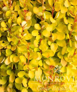 Barberry, Golden Rocket