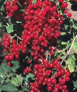 Currant, Red Lake