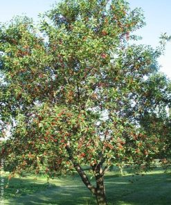 Cherry, Montmorency Standard