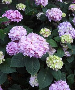 Hydrangea, Bloomstruck