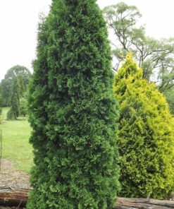Arborvitae, Rushmore