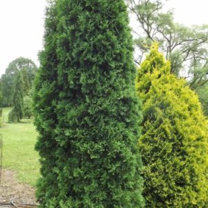 Arborvitae, Rushmore