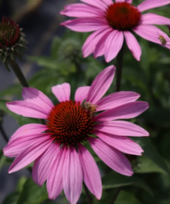 Coneflower, Magnus (Rosy Purple)