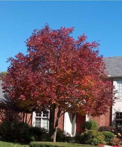 Ash, Autumn Purple