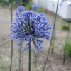 Allium, Caeruleum