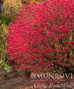 Burning Bush, Dwarf