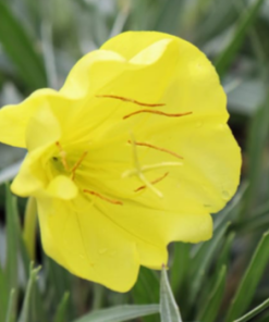Evening Primrose, Missouri