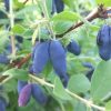 Honeyberry, Aurora