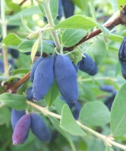 Honeyberry, Aurora