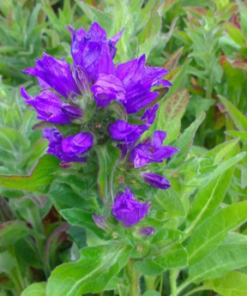 Bellflower Clustered, Superba