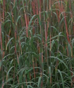 Big Bluestem Grass, Holy Smoke