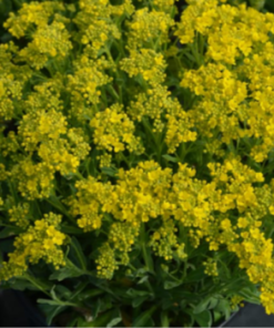 Basket of Gold, Golden Yellow