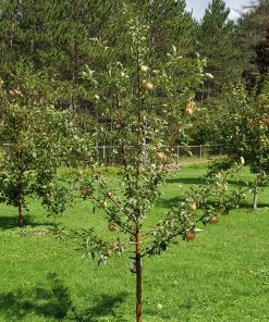 Apple, Red Barron Standard