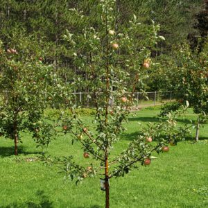 Apple, Red Barron Standard