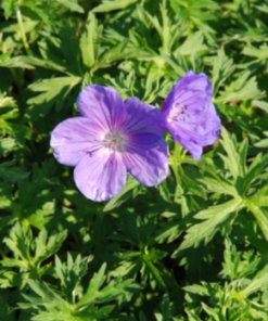 Cranesbill, Johnson's Blue (Clear Blue)