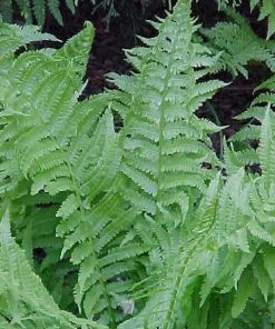 Fern, Ostrich