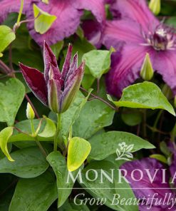 Clematis, Westerplatte