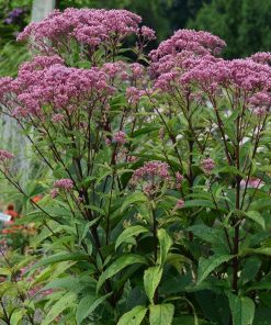 Baby Joe Eupatorium