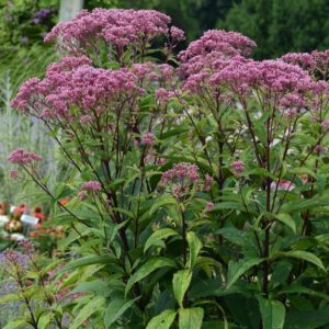 Baby Joe Eupatorium