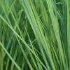 Grass, Hardy Pampas