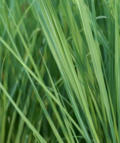 Grass, Hardy Pampas