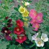 Hollyhock, Las Vegas