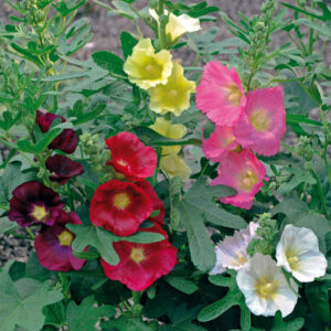 Hollyhock, Las Vegas