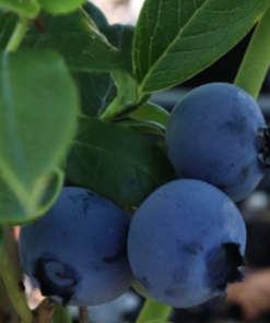 Blueberry, Duke (Highbush)