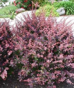 Barberry, Rosy Glow