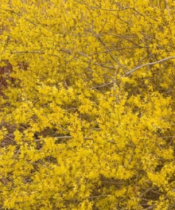 Forsythia, Meadowlark