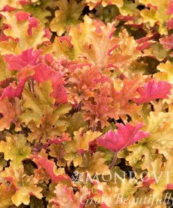Coral Bells, Marmalade (Peach & Honey)