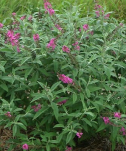 Butterfly Bush, Miss Ruby #2