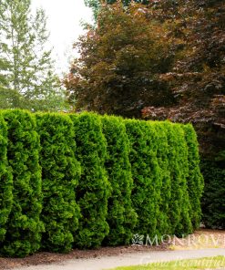 Arborvitae, Holmstrup