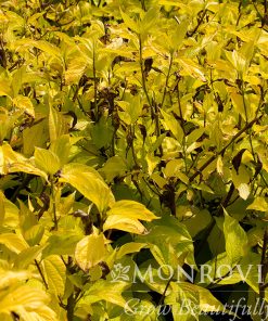 Dogwood, Prairie Fire(Golden)