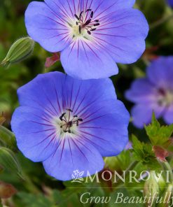 Cranesbill, Rozanne (Deep Violet Blue)