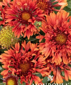 Blanket Flower, Mariachi Red Sky