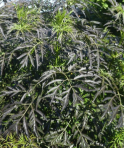 Elder, Black Lace Ornamental