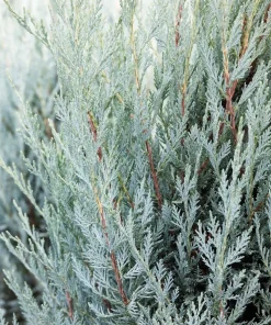 Juniper, Moonglow