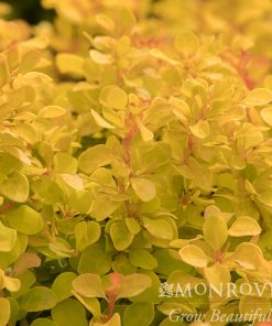 Barberry, Golden Jackpot