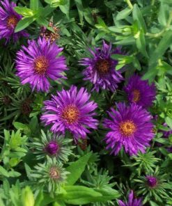 Aster, Purple Dome New England