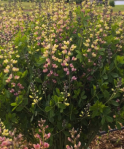 False Indigo, Pink Lemonade