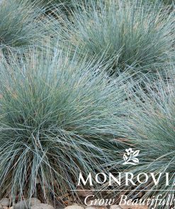 Blue Fescue, Elijah Blue