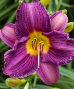 Daylily, Purple D' Oro (Purple)