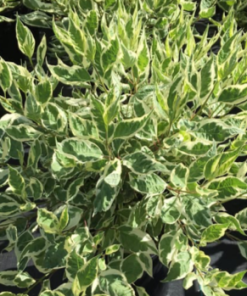 Dogwood, Ivory Halo