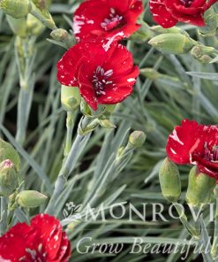 Dianthus, American Cherry Pie
