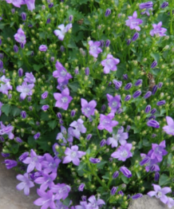 Bellflower, Birch Hybrid (Violet 6-9")