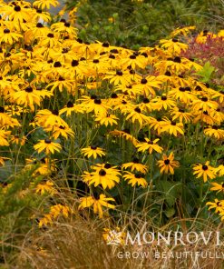 Black Eyed Susan, Goldsturm